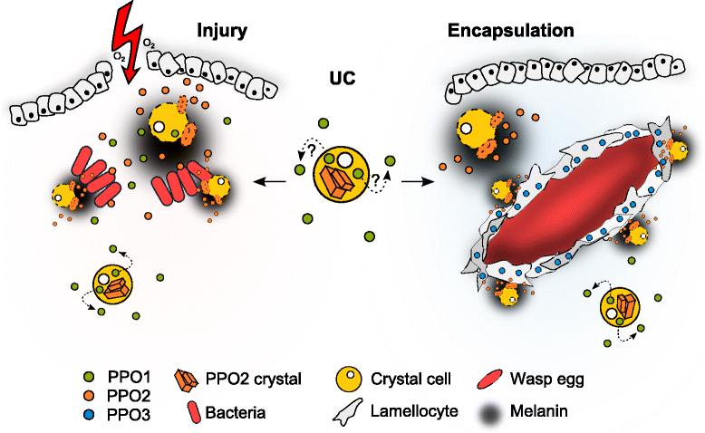 melanotic encapsulation Drosophila innate immunity: regional and functional specialization of  prophenoloxidases | BMC Biology