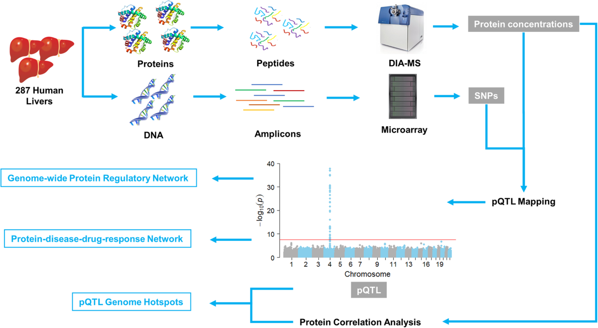 Genome-wide pQTL analysis of protein expression regulatory networks in the  human liver | BMC Biology | Springer Nature Link