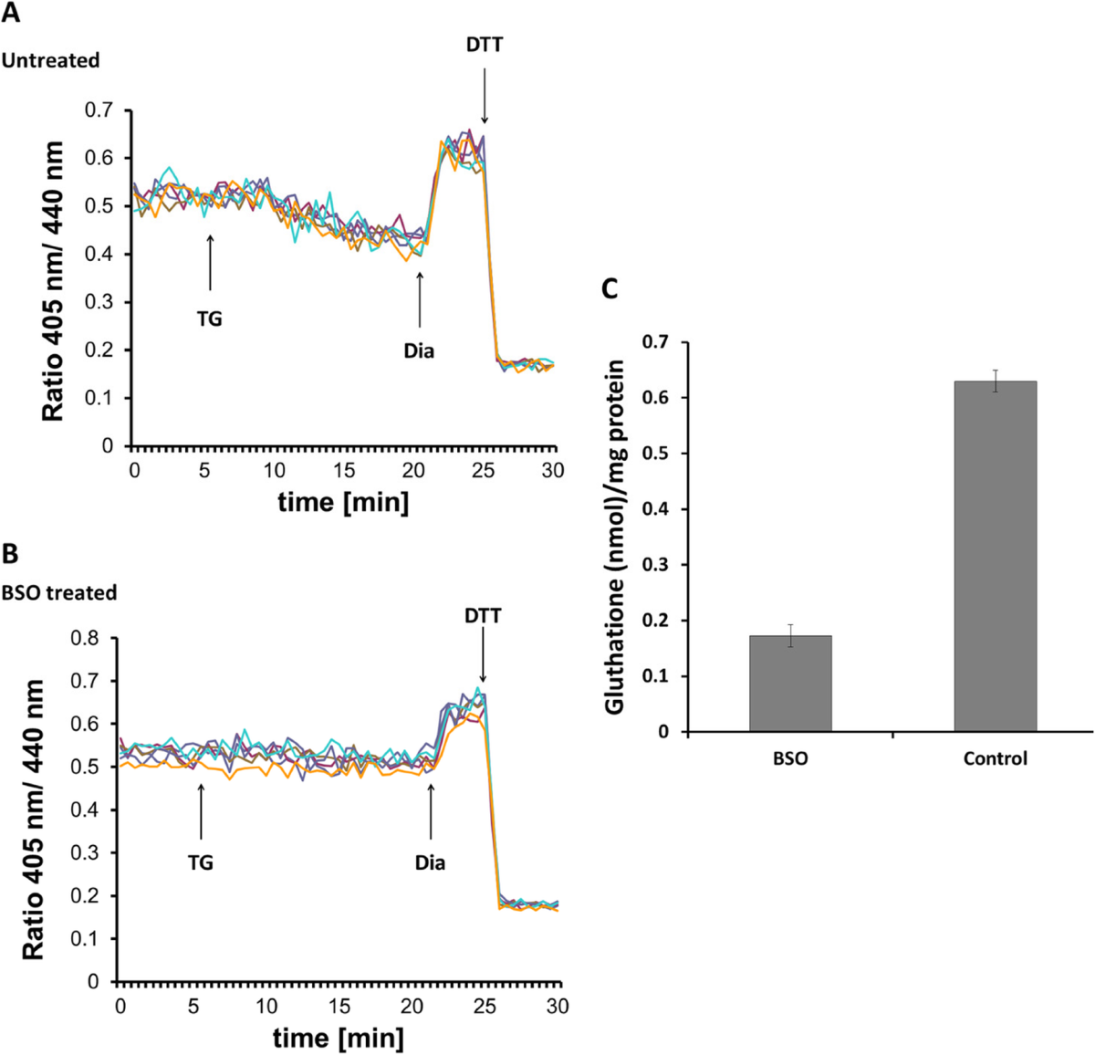 Ca2+ mobilization-dependent reduction of the endoplasmic reticulum lumen is due to influx of cytosolic glutathione | BMC Biology