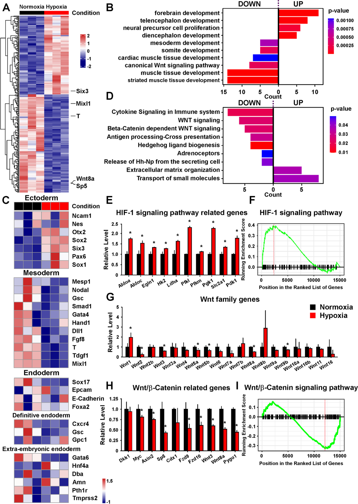 Hypoxia is fine-tuned by Hif-1α and regulates mesendoderm differentiation  through the Wnt/β-Catenin pathway | BMC Biology | Springer Nature Link