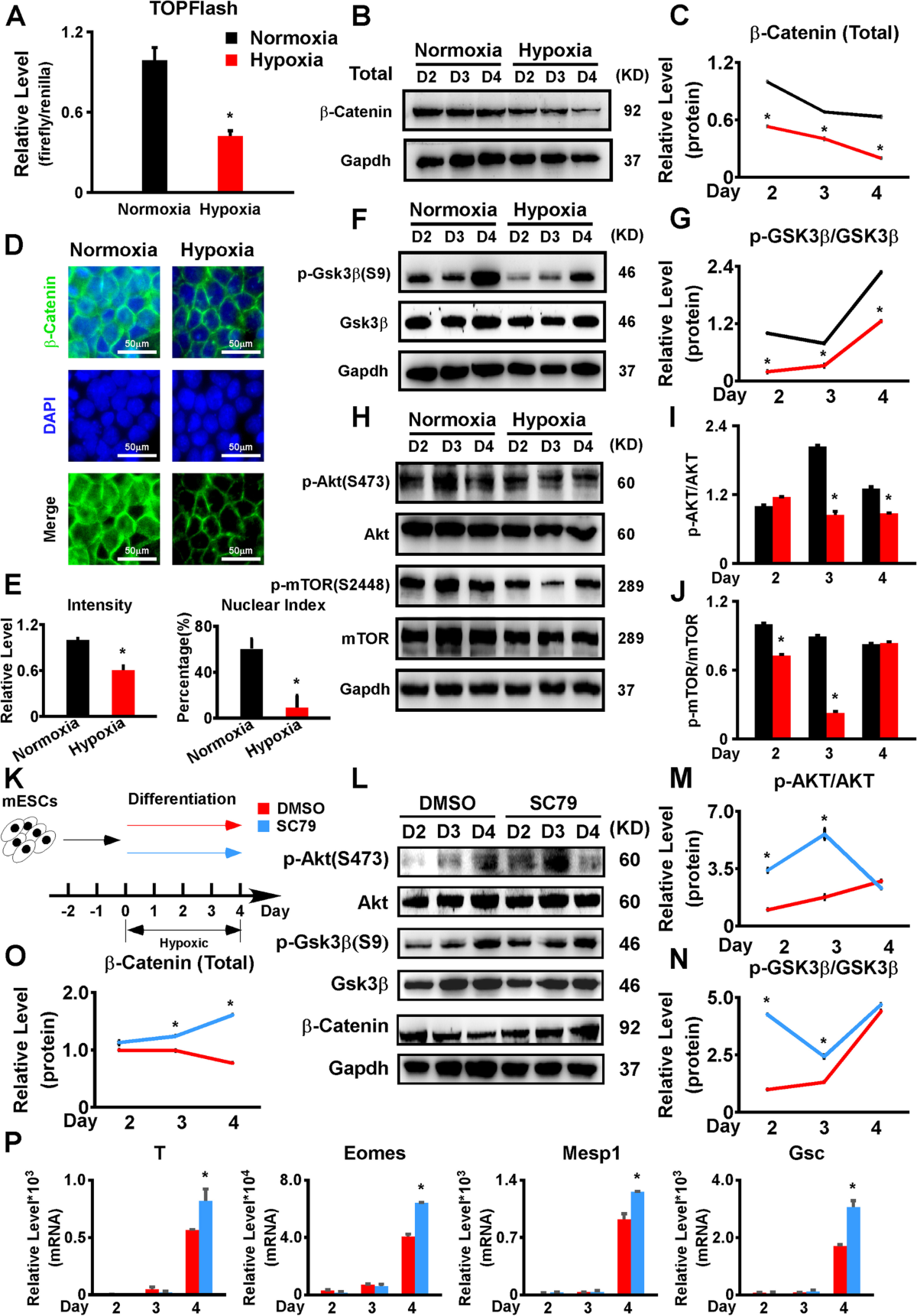 Hypoxia is fine-tuned by Hif-1α and regulates mesendoderm differentiation  through the Wnt/β-Catenin pathway | BMC Biology | Springer Nature Link