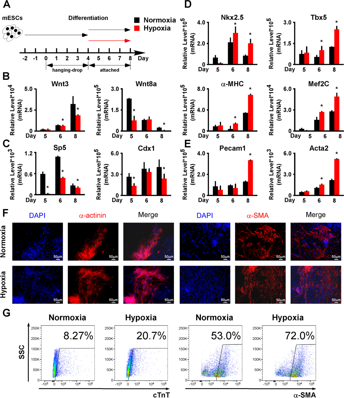 Hypoxia is fine-tuned by Hif-1α and regulates mesendoderm differentiation  through the Wnt/β-Catenin pathway | BMC Biology | Springer Nature Link