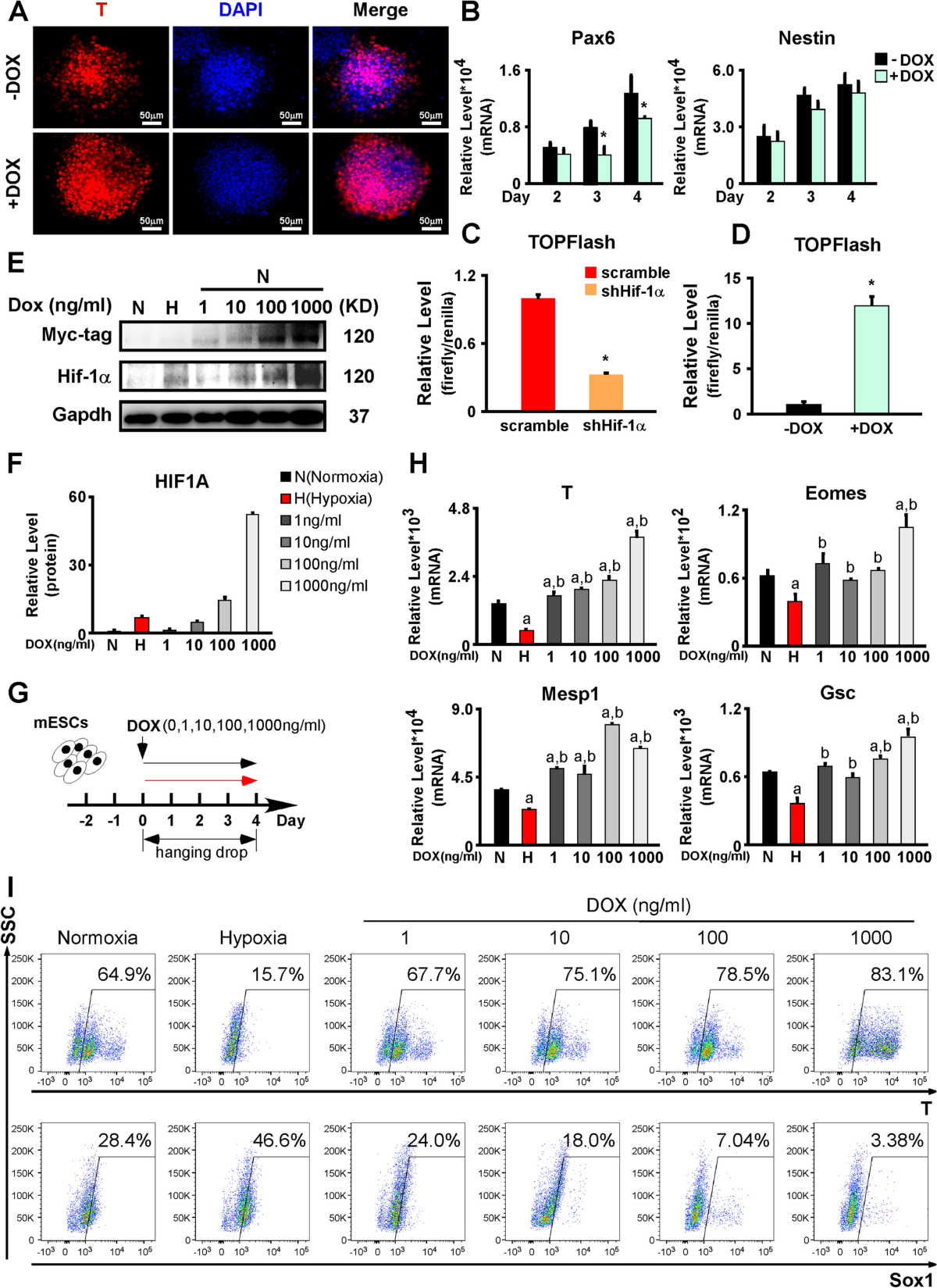 Hypoxia is fine-tuned by Hif-1α and regulates mesendoderm differentiation  through the Wnt/β-Catenin pathway | BMC Biology | Springer Nature Link