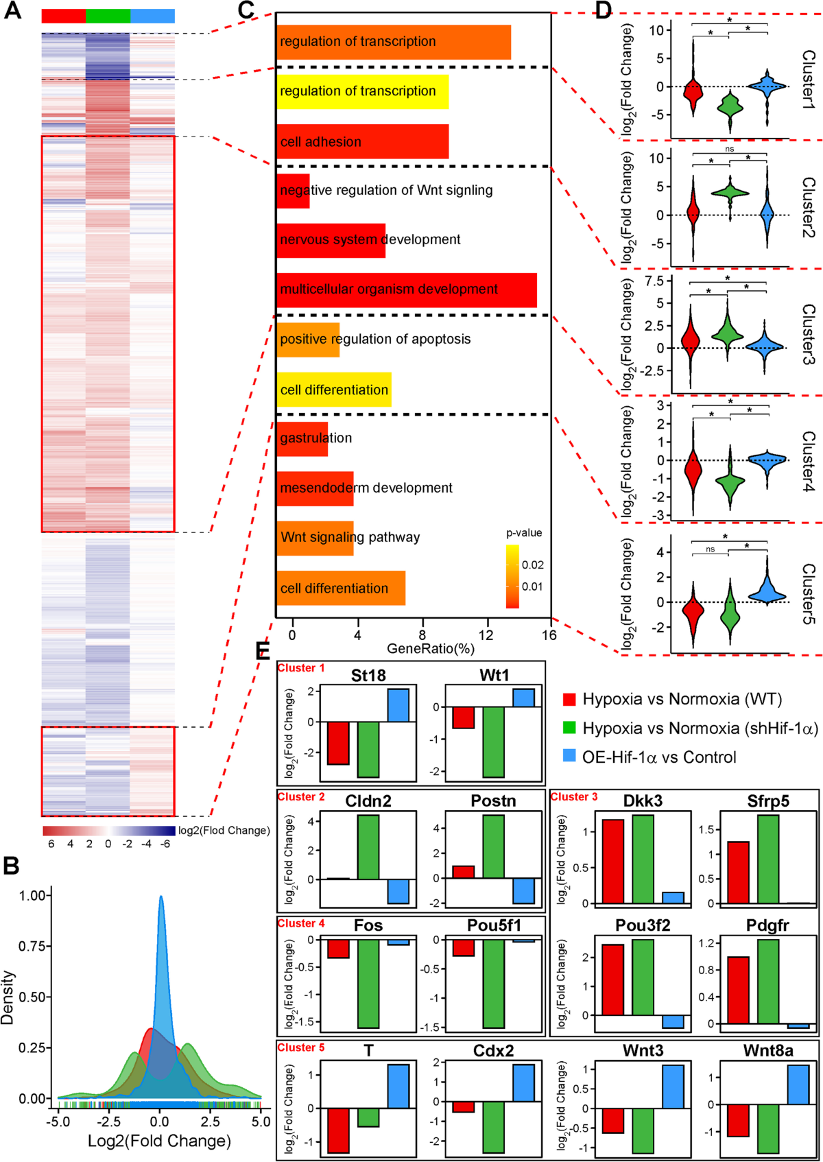 Hypoxia is fine-tuned by Hif-1α and regulates mesendoderm differentiation  through the Wnt/β-Catenin pathway | BMC Biology | Springer Nature Link