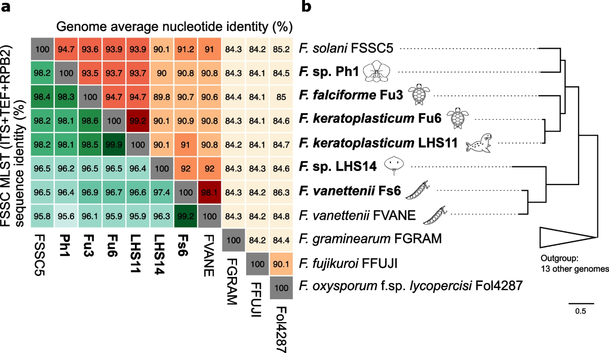 Comparative genomic and transcriptomic analyses of trans-kingdom pathogen Fusarium  solani species complex reveal degrees of compartmentalization | BMC Biology  | Springer Nature Link