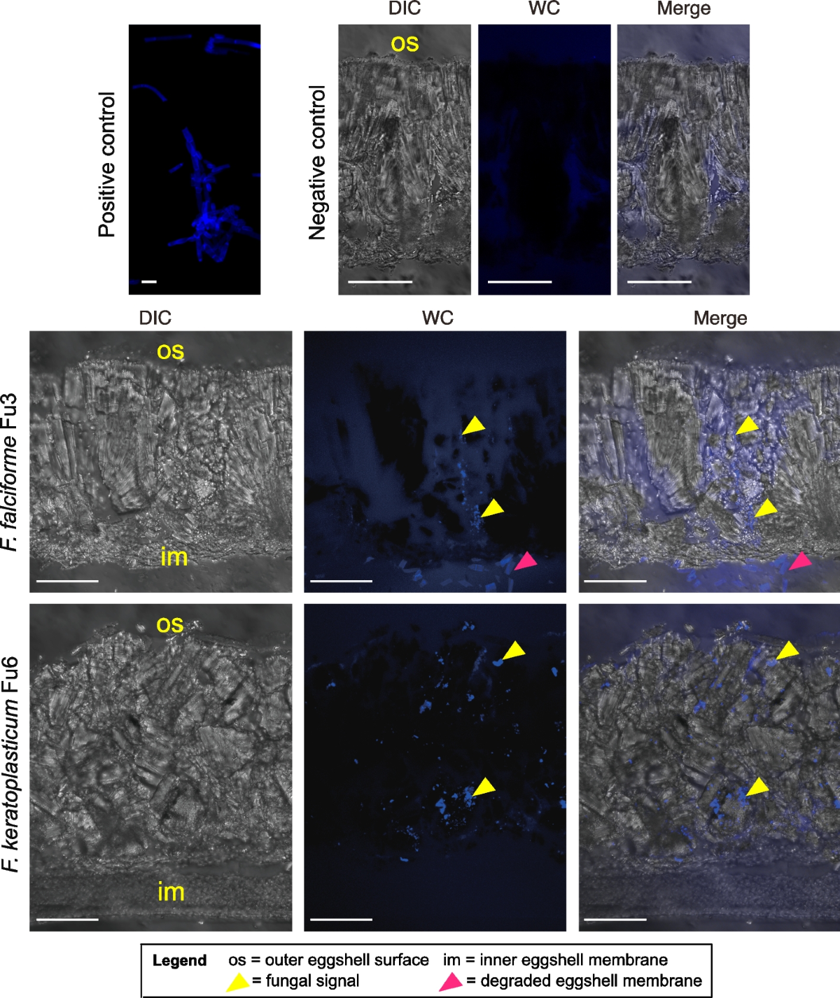 Comparative genomic and transcriptomic analyses of trans-kingdom pathogen Fusarium  solani species complex reveal degrees of compartmentalization | BMC Biology  | Springer Nature Link