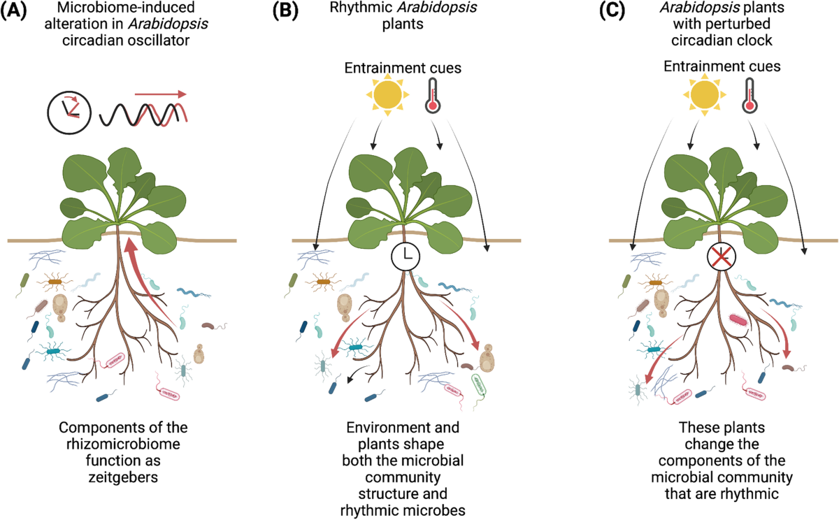 Is there crosstalk between circadian clocks in plants and the  rhizomicrobiome? | BMC Biology | Springer Nature Link