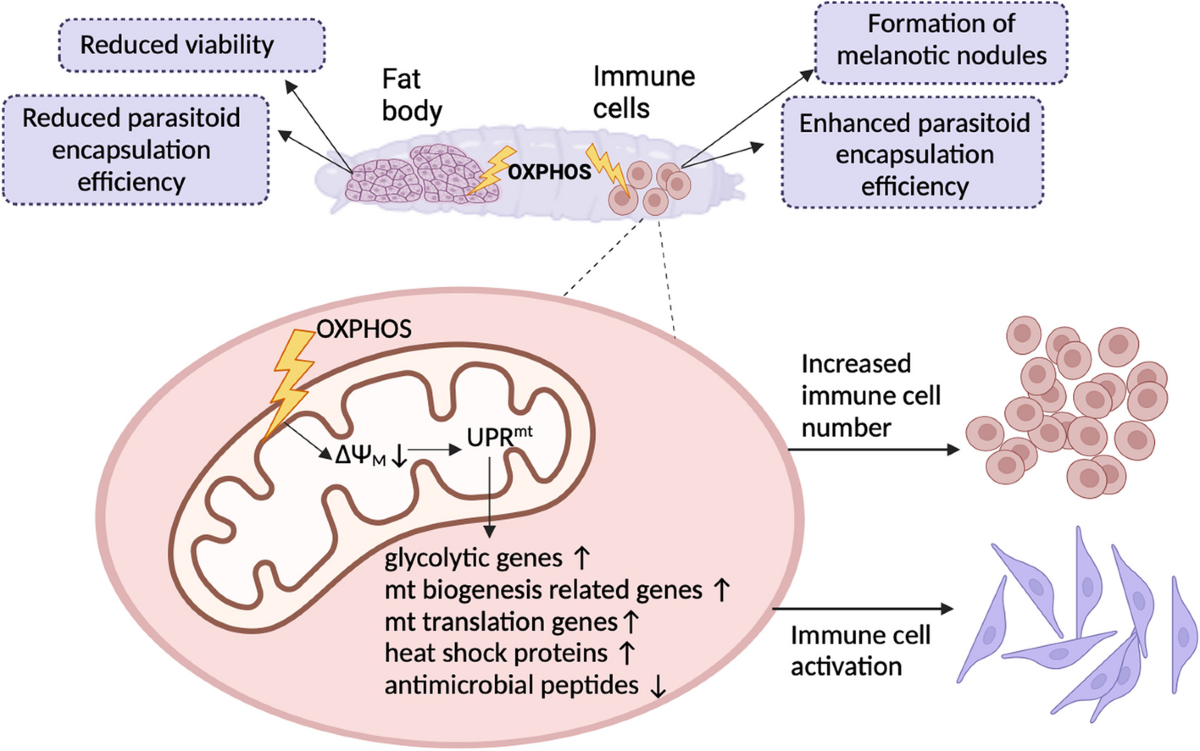 melanotic encapsulation Mitochondrial perturbation in immune cells enhances cell-mediated innate  immunity in Drosophila | BMC Biology