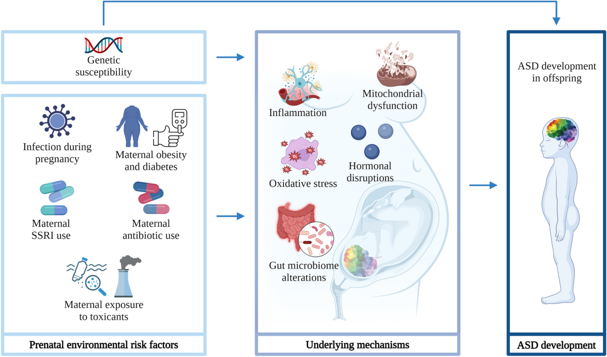 Prenatal environmental risk factors for autism spectrum disorder and their  potential mechanisms | BMC Medicine | Full Text