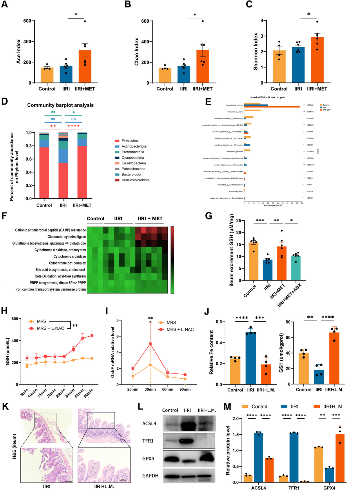 glutathione and metformin Gut microbiota-derived glutathione from metformin treatment alleviates  intestinal ferroptosis induced by ischemia/reperfusion | BMC Medicine