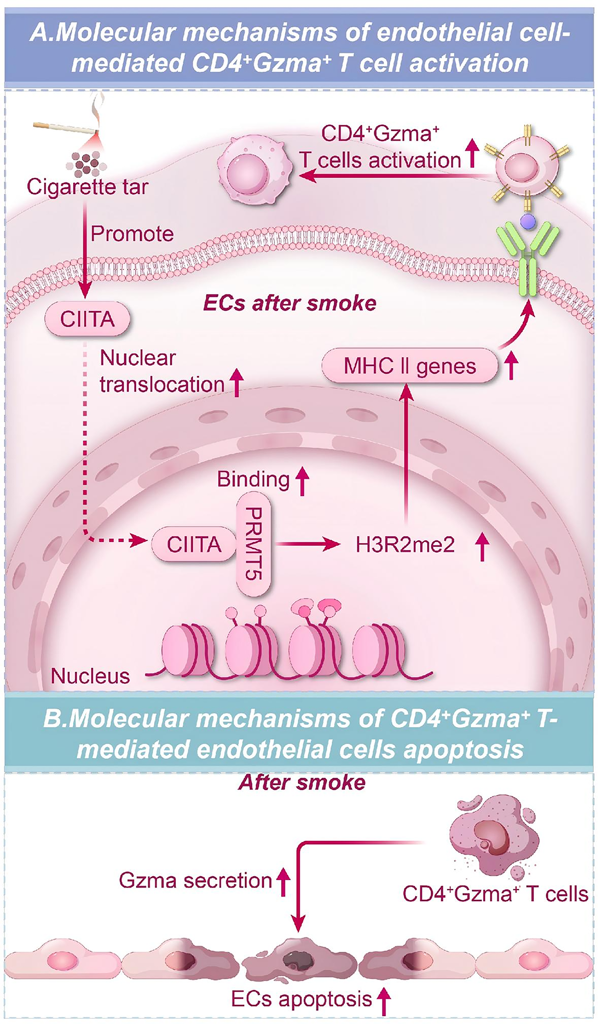 klow-gee-lee-am-ah-tar CIITA/PRMT5 promote CD4+Gzma+ T cell activation via H3R2me2-mediated endothelial expression of MHC class II in smoking-induced atherosclerosis | BMC Medicine glutathione sepharose 4b affinity vitamin c 23 Shade:Tulle