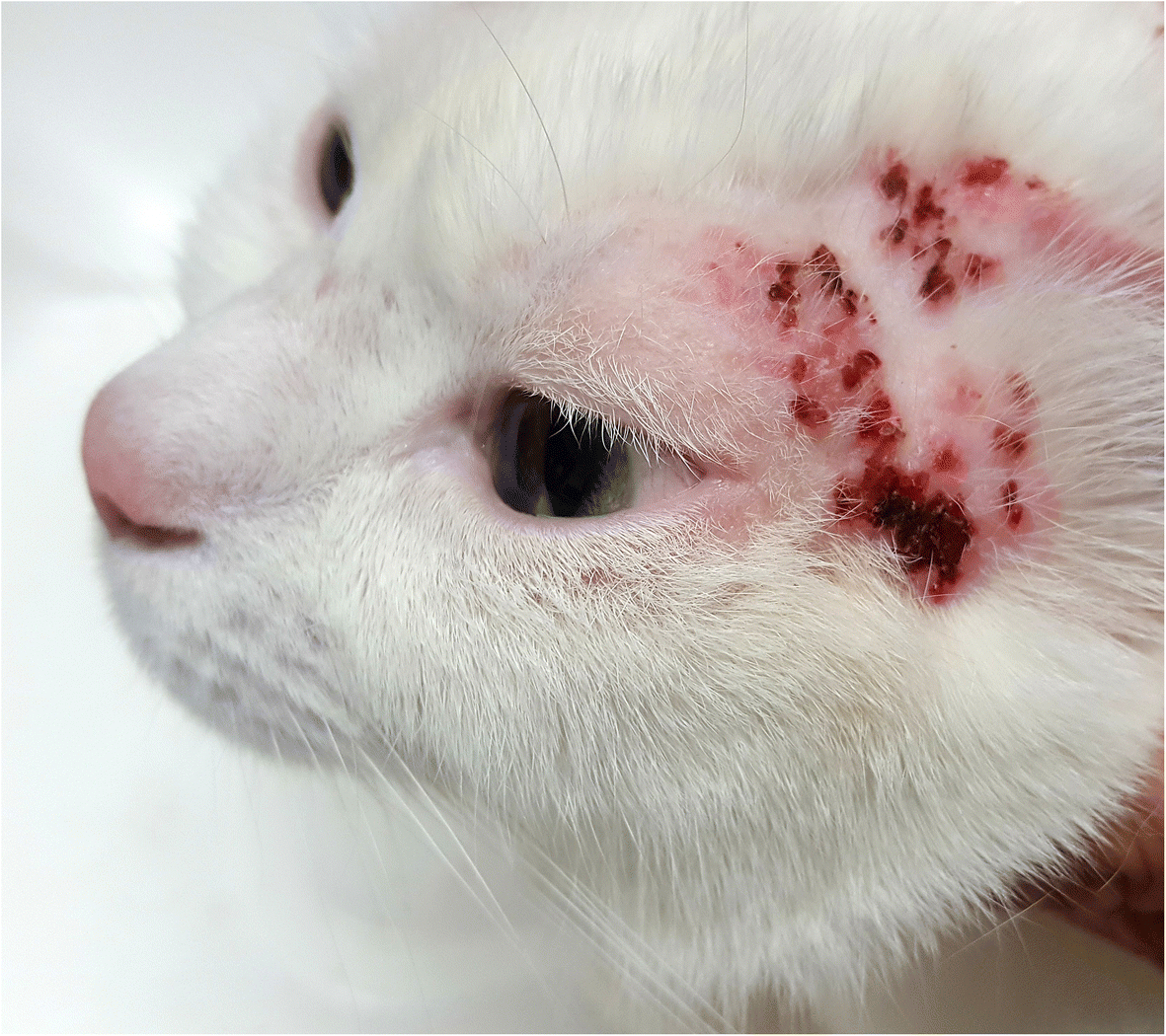 Clinical Efficacy And Applications | Shaanxi BLOOM Tech Co., Ltd Clinical Efficacy And Applications | Shaanxi BLOOM Tech Co., Ltd