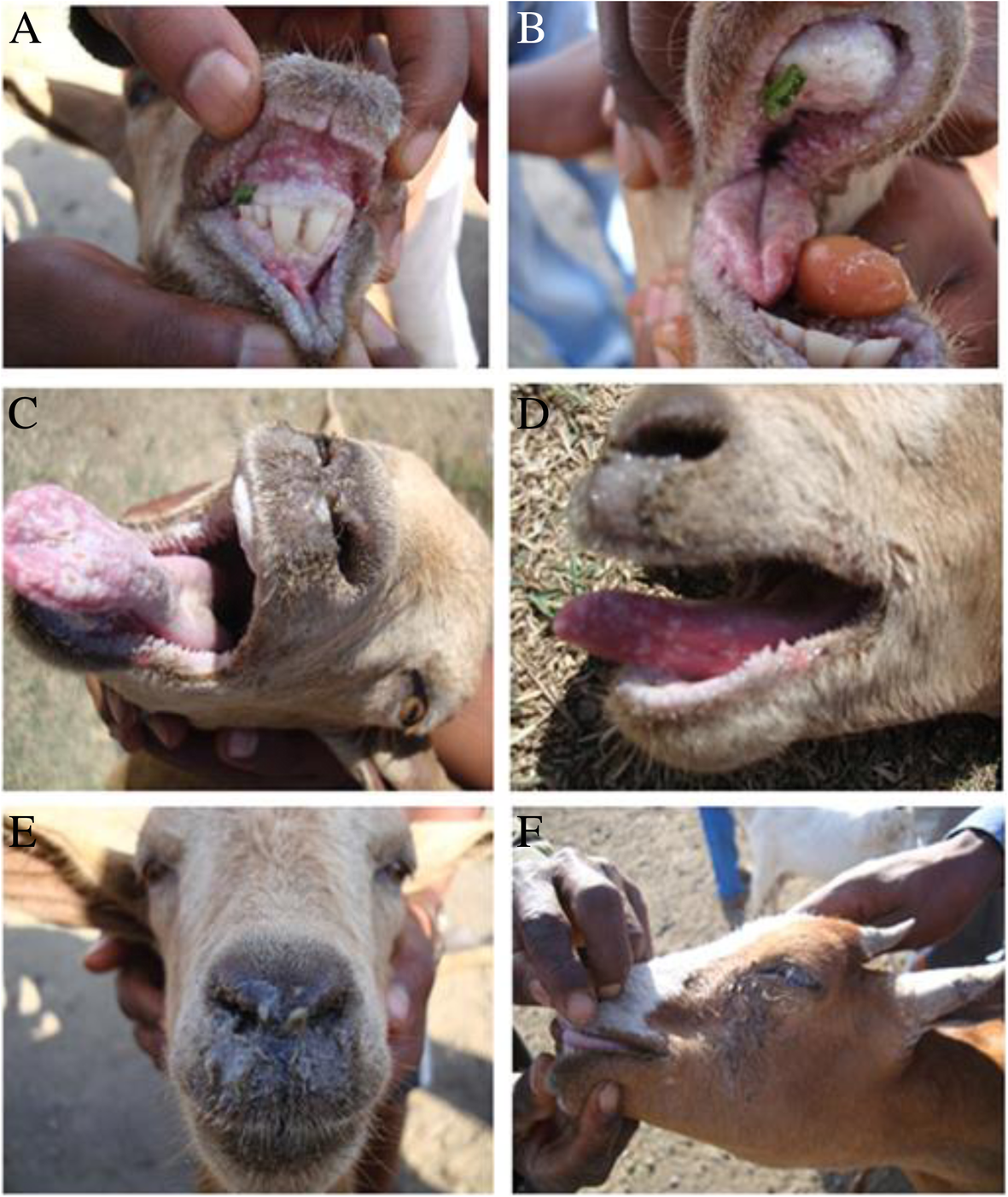 Molecular detection and phylogenetic analysis of Peste des petits ruminants  virus circulating in small ruminants in eastern Amhara region, Ethiopia |  BMC Veterinary Research | Full Text