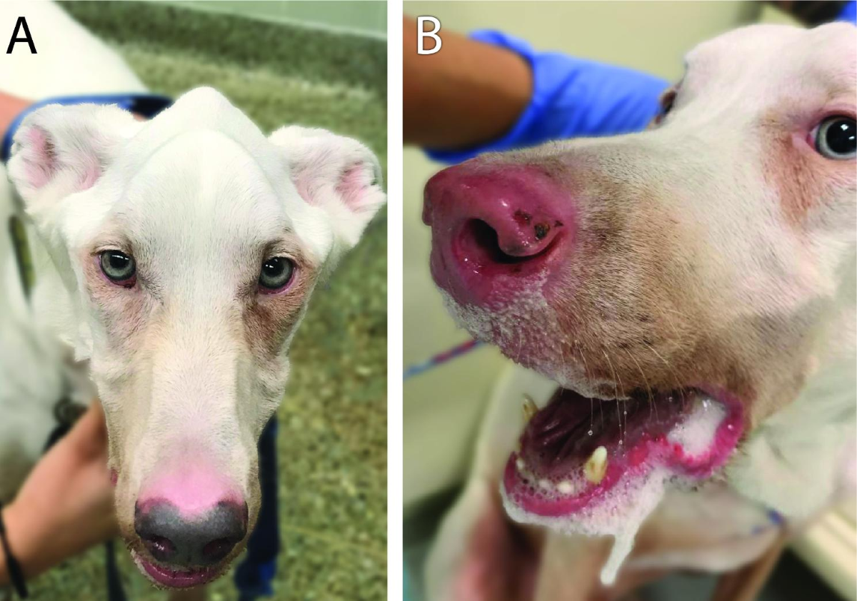 Inflammatory Myopathy with Severe Tongue Atrophy in Pembroke Welsh Corgi  Dogs - Kaoru Toyoda, Kazuyuki Uchida, Naoaki Matsuki, Hideo Sakai, Masato  Kitagawa, Miyoko Saito, Jun Sasaki, Hiroyuki Nakayama, 2010, image size:1200x842