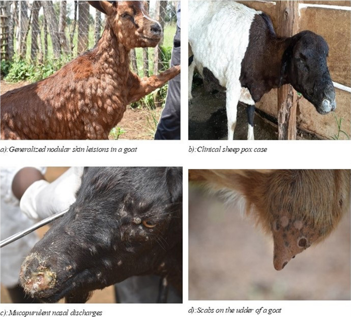 Spatio-temporal analysis of sheep and goat pox outbreaks in Uganda during  2011–2022 | BMC Veterinary Research | Full Text