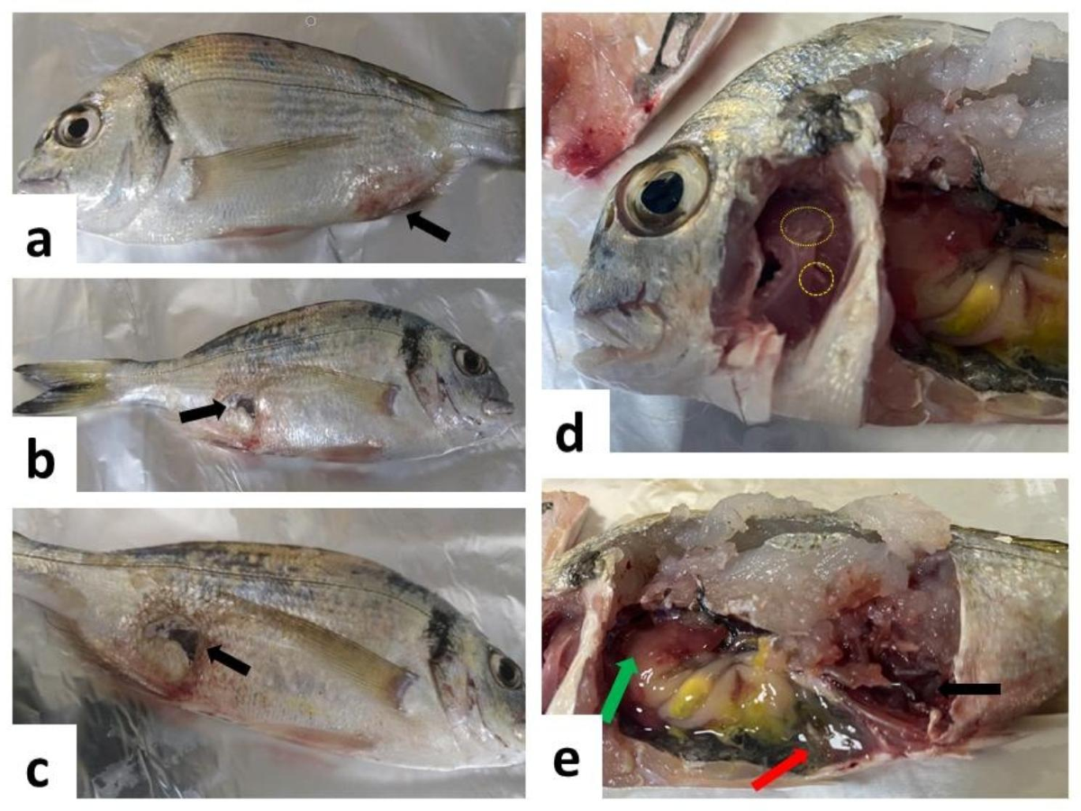 glutathione s-transferase fish Frontiers Glutathione S-transferase (GST) activity on