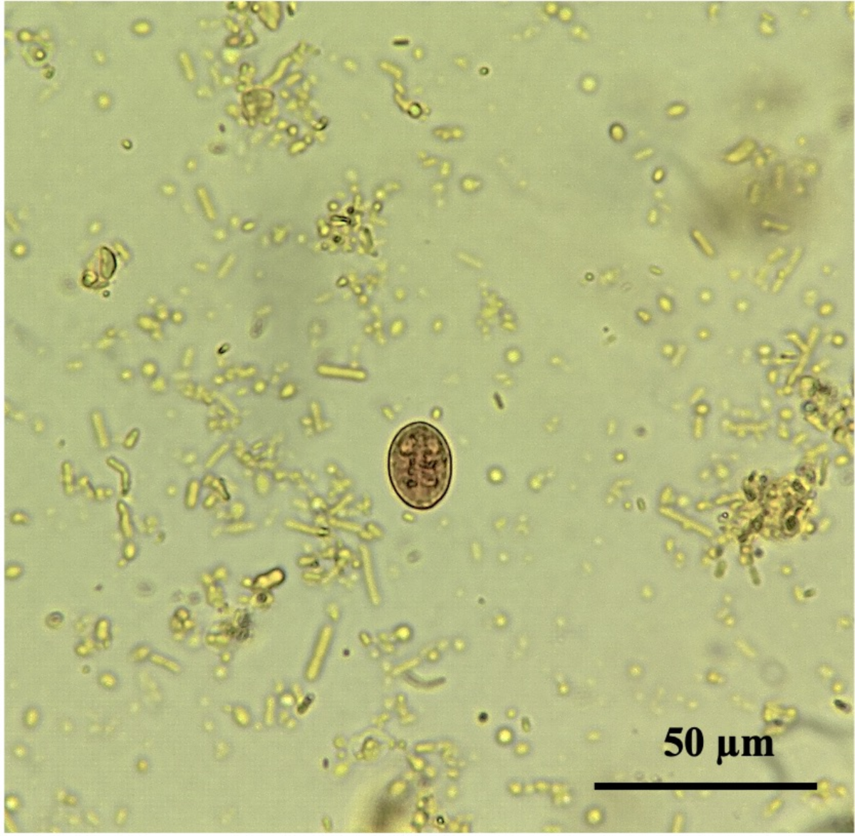 Enhancing diagnostic accuracy: Direct immunofluorescence assay as the gold  standard for detecting Giardia duodenalis and Cryptosporidium spp. in  canine and feline fecal samples | BMC Veterinary Research | Springer Nature  Link