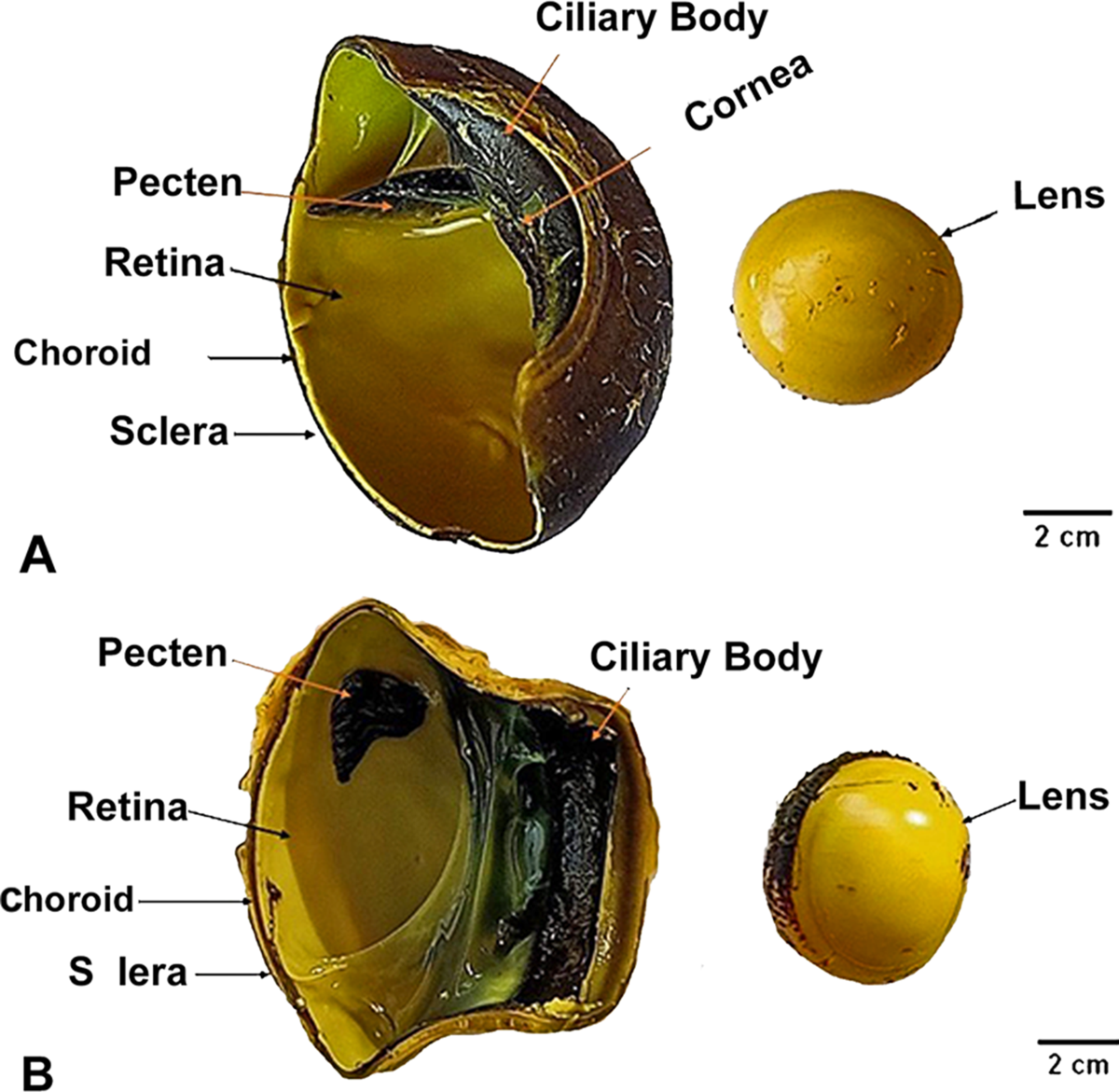 Comparison of anatomical visual features of the eyeball, lens, and retina  the diurnal common kestrel (Falco tinnunculus rupicilaeformis) and the  nocturnal little owl (Athene noctua glaux) | BMC Veterinary Research, image size:1200x1171