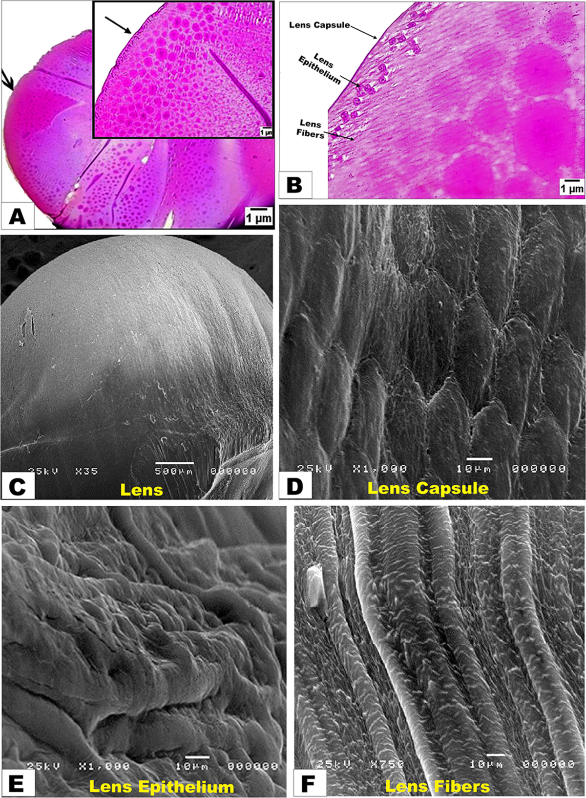 Avian Brain \u0026 Senses, image size:1200x1633