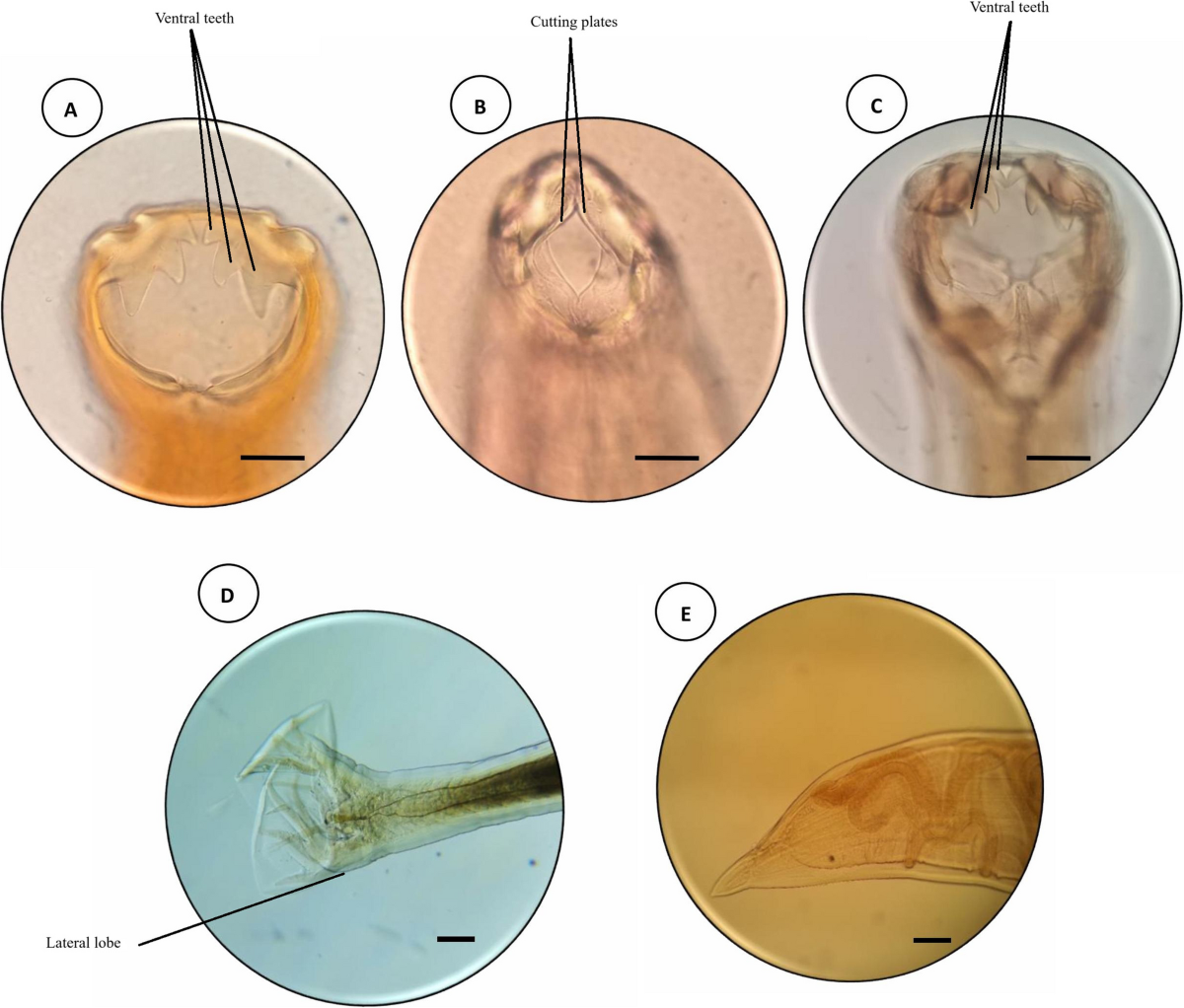 Hookworm infections in carnivores in Iran: a One Health concern | BMC  Veterinary Research, image size:1200x1022