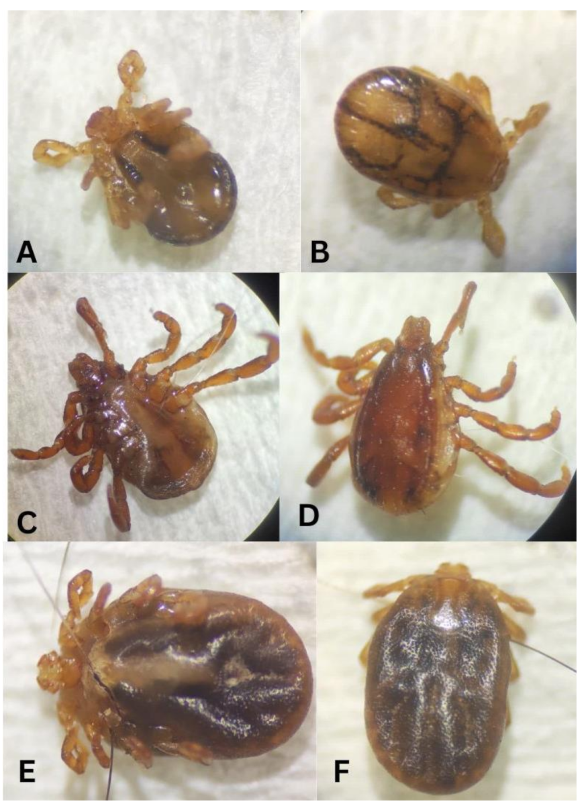 Comprehensive study of ticks and tick-borne diseases in dogs in Nepal:  molecular identification, risk analysis and hematological alterations | BMC  Veterinary Research | Springer Nature Link