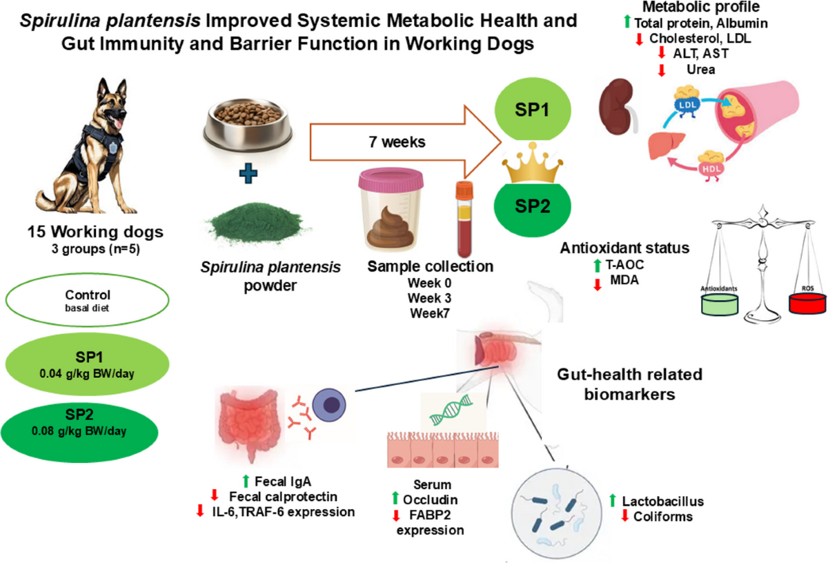 does spirulina contain glutathione Integrated effects of dietary supplementation of Spirulina platensis in working dogs: nutritional, biochemical, antioxidant, immunological, gut-related microbial and nutrigenomic insights | BMC Veterinary Research