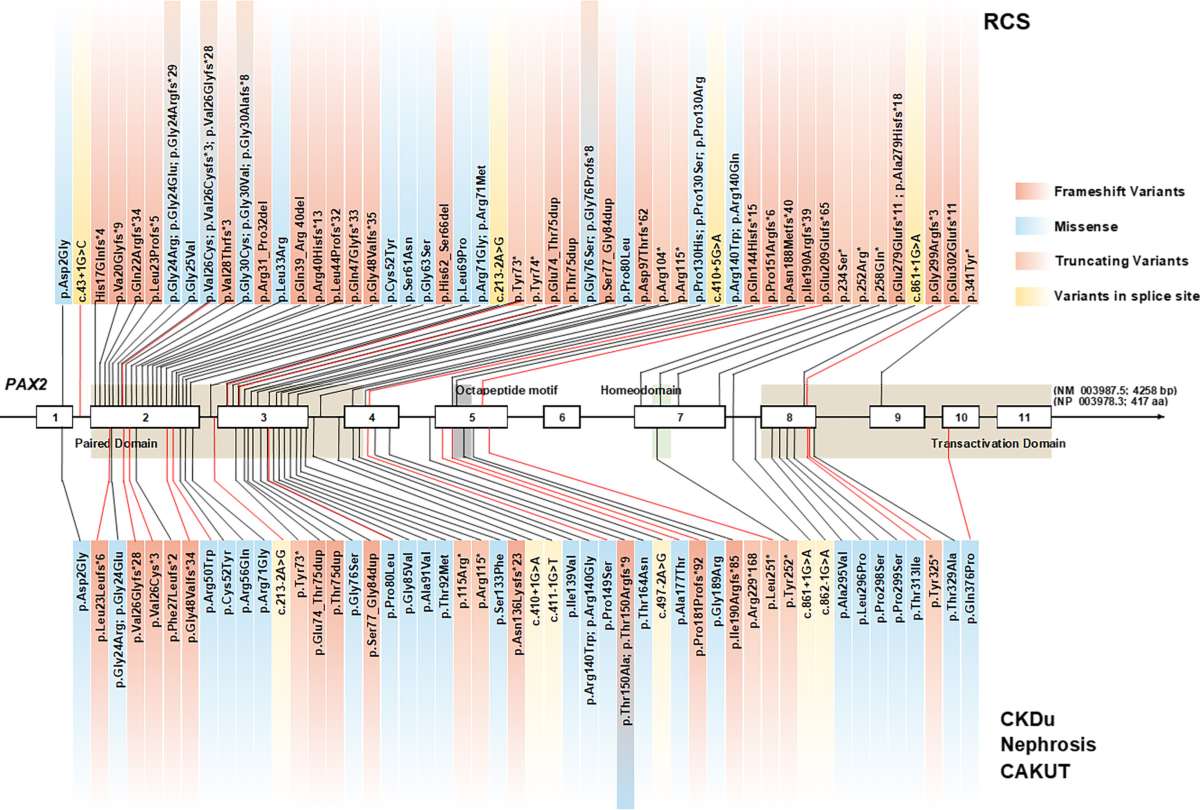 Phenotypic spectrum and genetics of PAX2-related disorder in the Chinese  cohort | BMC Medical Genomics | Springer Nature Link