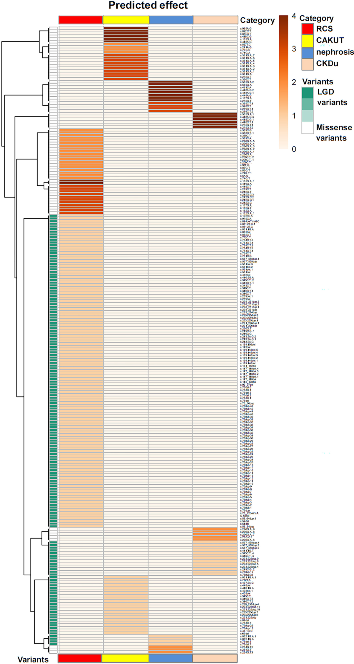 Phenotypic spectrum and genetics of PAX2-related disorder in the Chinese  cohort | BMC Medical Genomics | Springer Nature Link