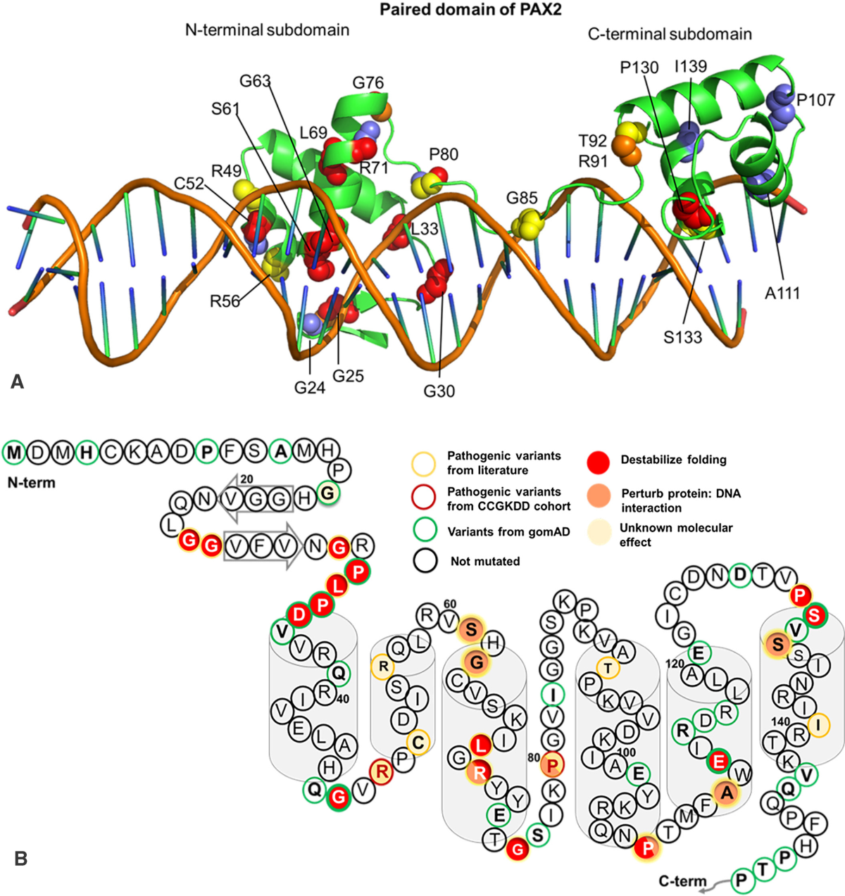 Phenotypic spectrum and genetics of PAX2-related disorder in the Chinese  cohort | BMC Medical Genomics | Springer Nature Link