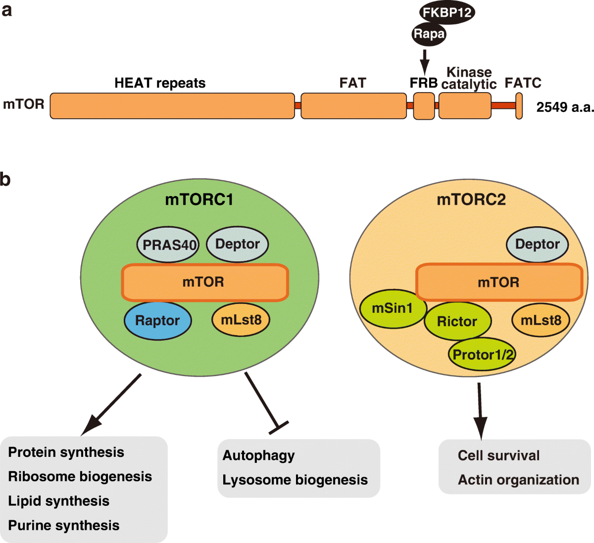 Amino acid-dependent control of mTORC1 signaling: a variety of regulatory  modes | Journal of Biomedical Science | Full Text