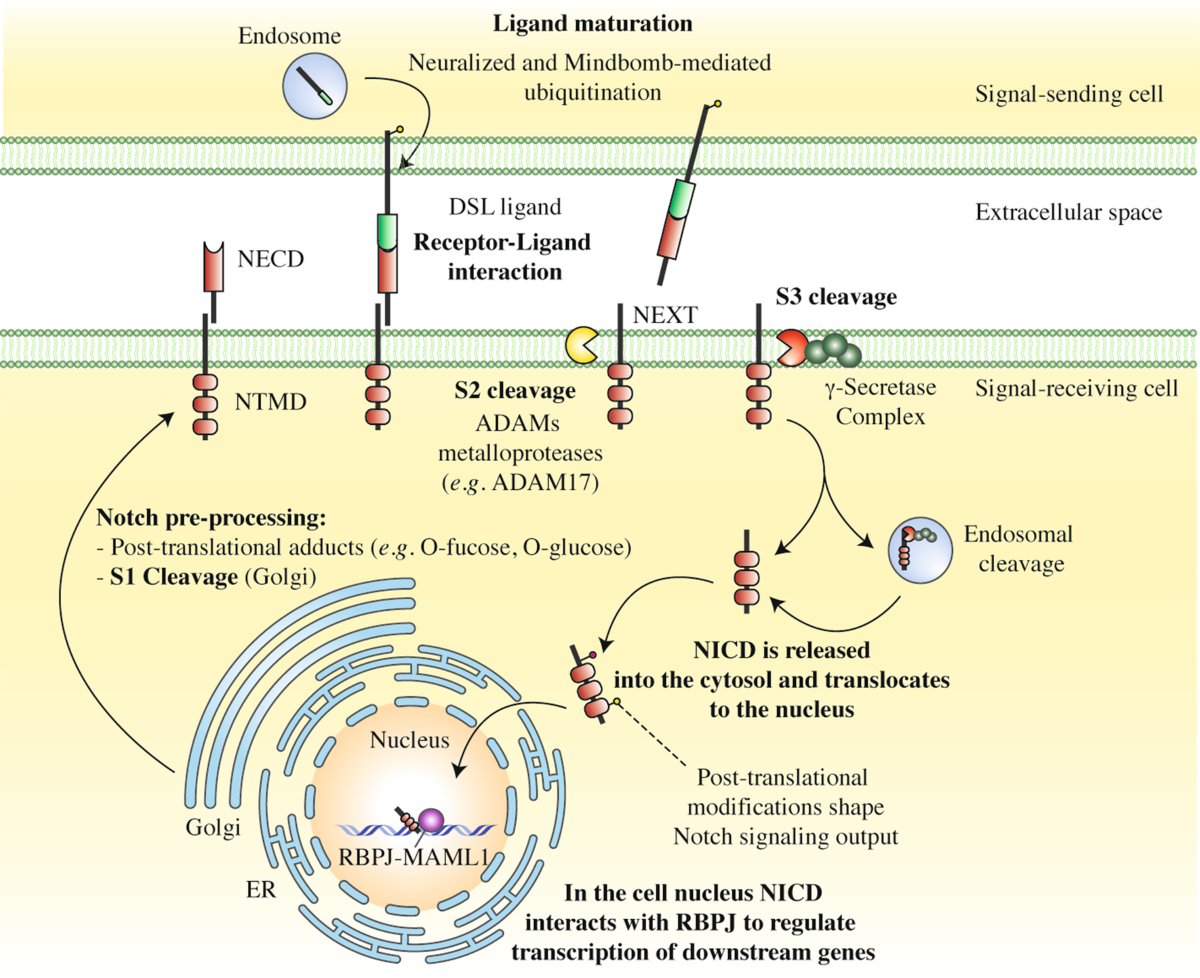 １４６.１８２.１８３.１８４ Notch-ing up knowledge on molecular mechanisms of skin fibrosis