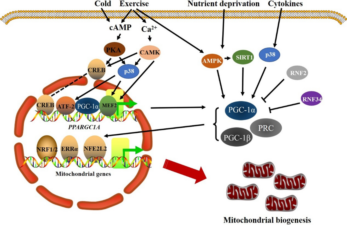 5-amino-1mq mitochondrial biogenesis Crosstalk between and mitophagy to maintain mitochondrial homeostasis | Journal of Biomedical Science AHK-Cu vs GHK-Cu | non returnable prescription Volume:100mL