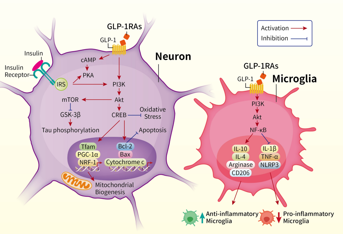 glp 1 and alzheimers Role of glucagon-like peptide-1 receptor agonists in Alzheimer's disease  and Parkinson's disease | Journal of Biomedical Science