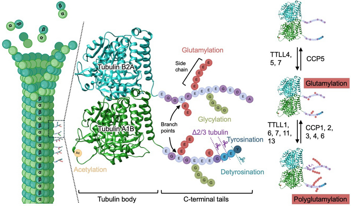 lung function repair vitamin c glutathione vitamin d Current Overview on Therapeutic Potential of Vitamin D in Inflammatory Lung  Diseases