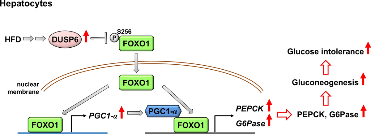 phospho dsip dosis DUSP family phosphatases in cell signaling, inflammation, and chronic diseases | Journal of Biomedical Science Healed IC Symptoms: BPC-157 SuppSale2026 Size:15ml Glass Dropper Bottle