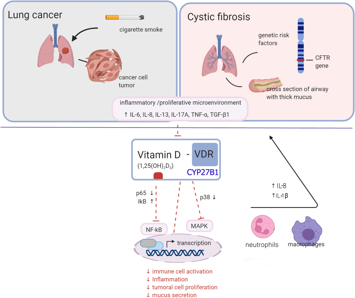 lung function repair vitamin c glutathione vitamin d Recent advances in implications in chronic respiratory diseases | Respiratory Research NutriONN Super Vitamin C Complex