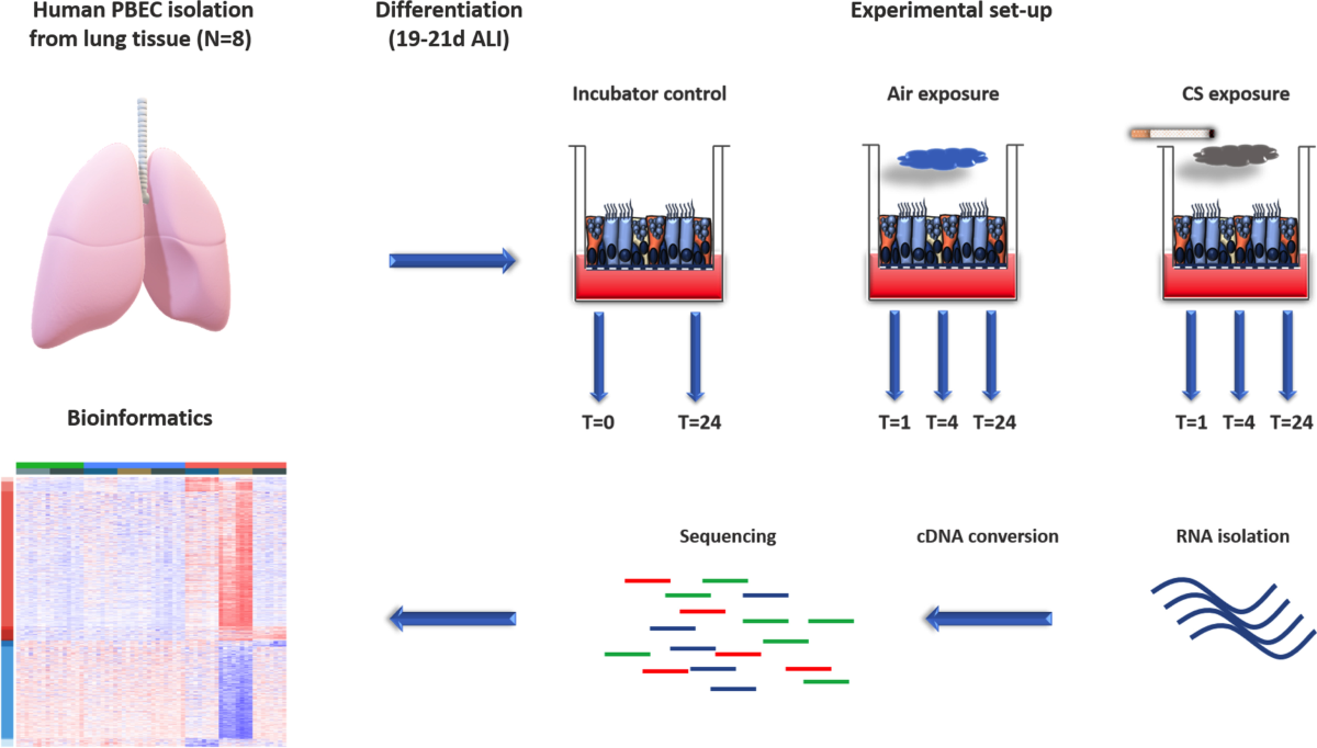 tobacco sticks vs cigarette Two Different Heated Tobacco Products vs. Cigarettes: Comparison of Nicotine  Delivery and Subjective Effects in Experienced Users