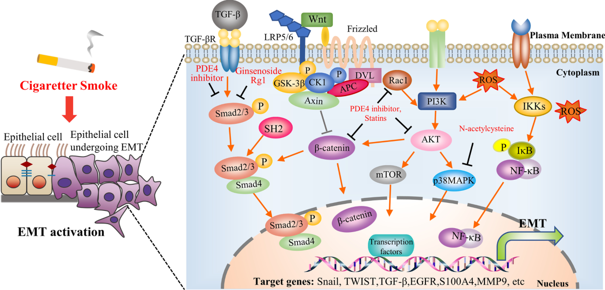 The effects of epithelial–mesenchymal transitions in COPD induced by cigarette  smoke: an update | Respiratory Research