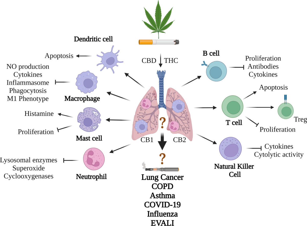 Inhaling Cannabis May Greatly Increase Your Risk of Getting Asthma