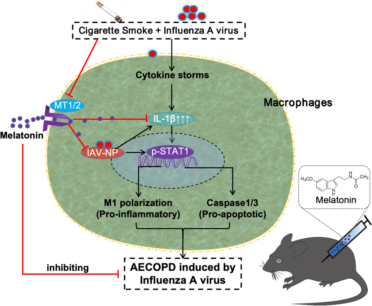 melatonin cigarette Melatonin improves influenza virus infection-induced acute exacerbation of  COPD by suppressing macrophage M1 polarization and apoptosis | Respiratory  Research
