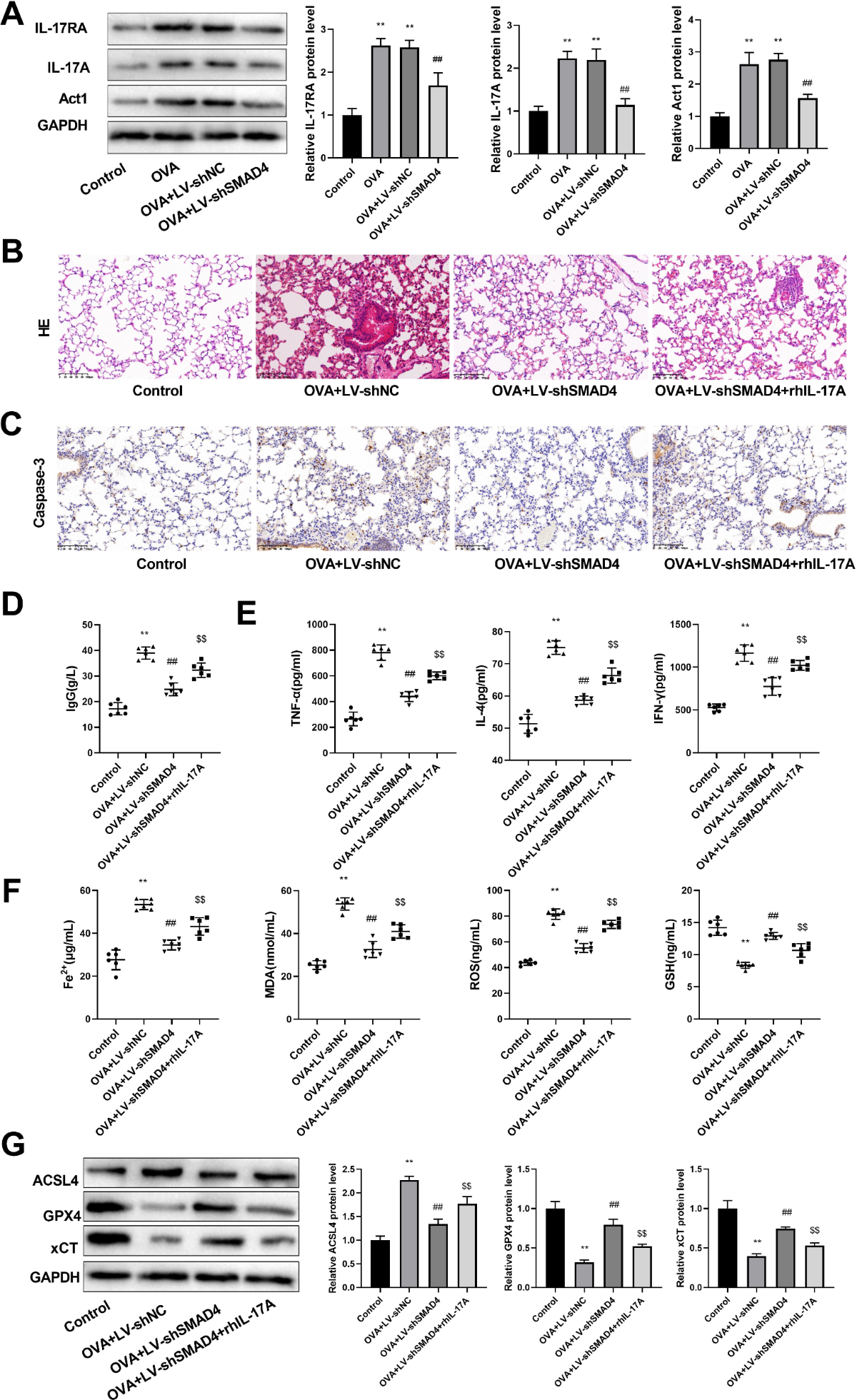 Silencing SMAD4 inhibits inflammation and ferroptosis in asthma by blocking  the IL-17A signaling pathway | Respiratory Research | Springer Nature Link
