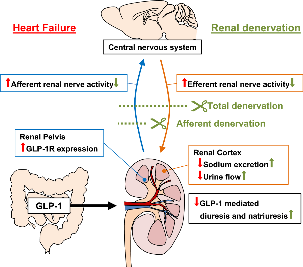 why am i so hungry on glp 1 If you're constantly hungry, it's not in your head. Your appetite signals  may be broken. 🚨 GLP-1 is the hormone responsible for telling your brain  when you've had enough. When levels are