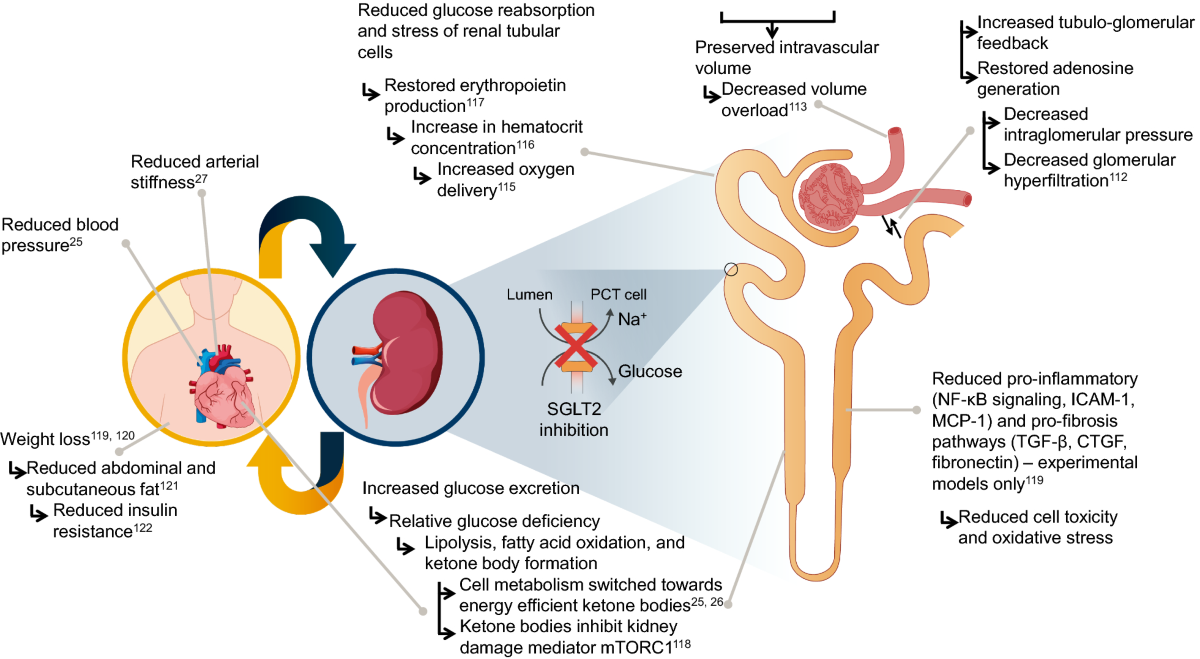 semaglutide sglt2 inhibitor Frontiers SGLT2 Inhibitors and Adverse Events: