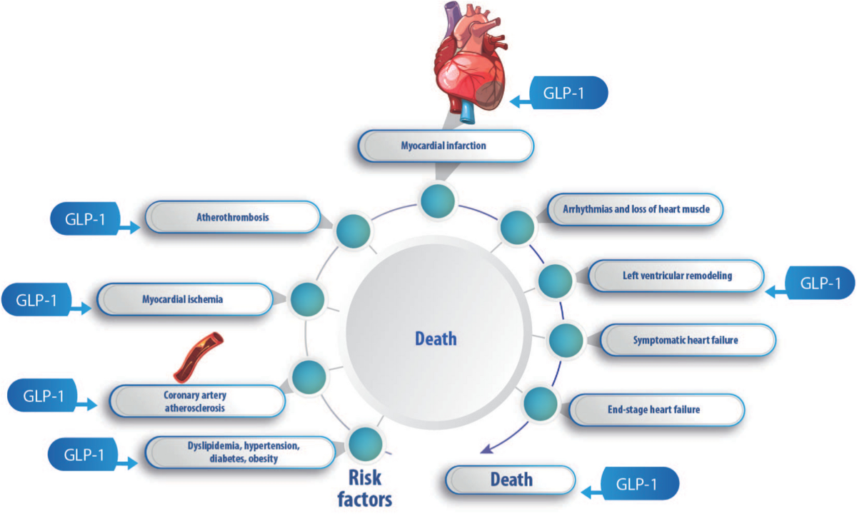 glp 1 atherosclerosis Oral GLP-1 analogue: perspectives and impact on atherosclerosis in type 2  diabetic patients | Cardiovascular Diabetology
