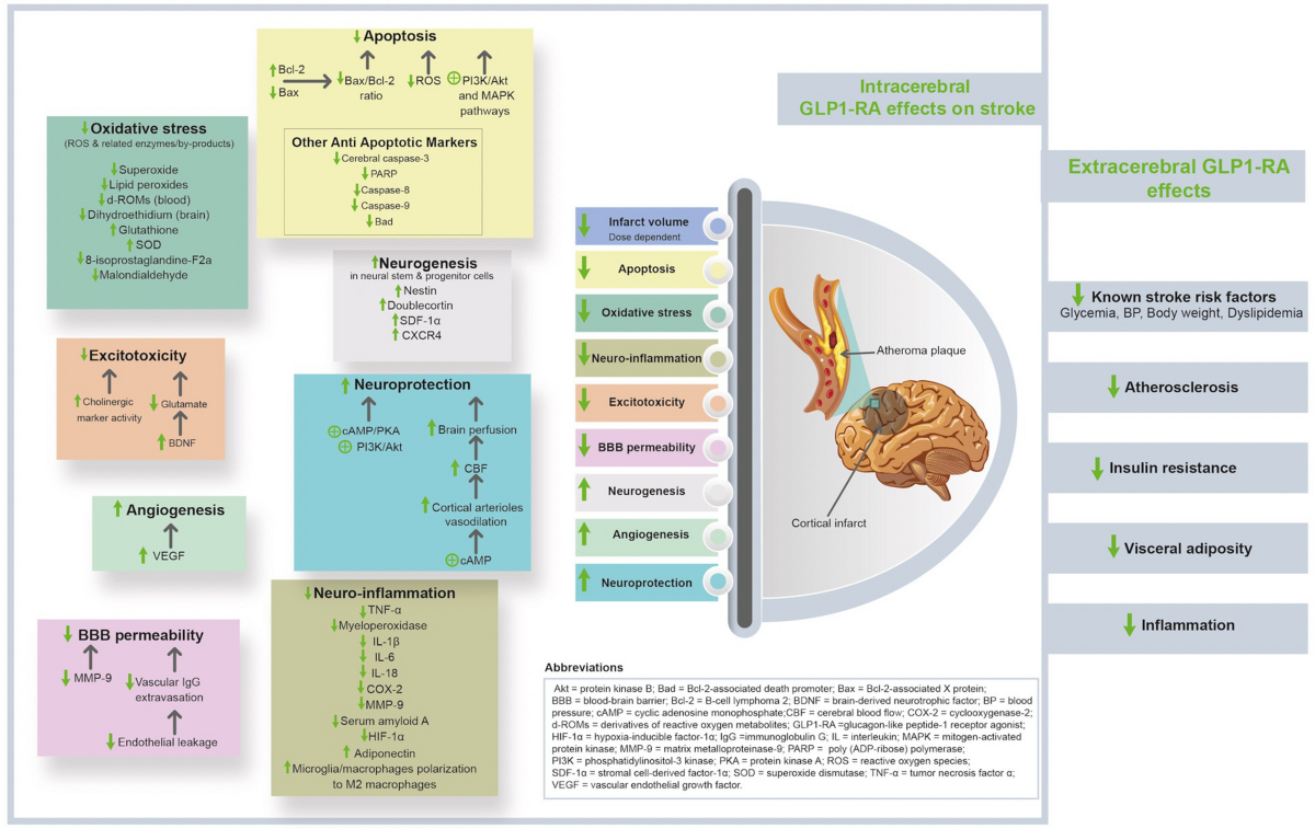 glp 1 and stroke Protection against stroke with glucagon-like peptide-1 receptor agonists: a  comprehensive review of potential mechanisms | Cardiovascular Diabetology