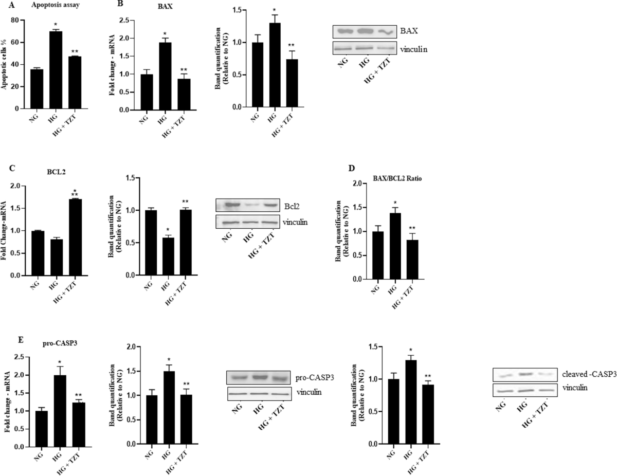 Evidence that tirzepatide protects against diabetes-related cardiac damages  | Cardiovascular Diabetology