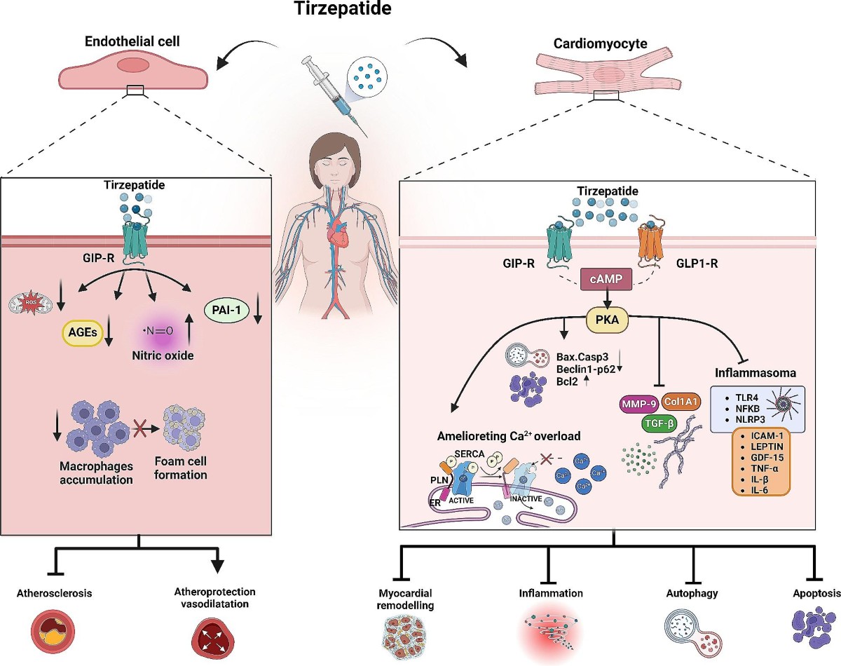 tirzepatide cardiovascular benefit Bridging the gap between GLP1-receptor agonists and cardiovascular  outcomes: evidence for the role of tirzepatide | Cardiovascular Diabetology
