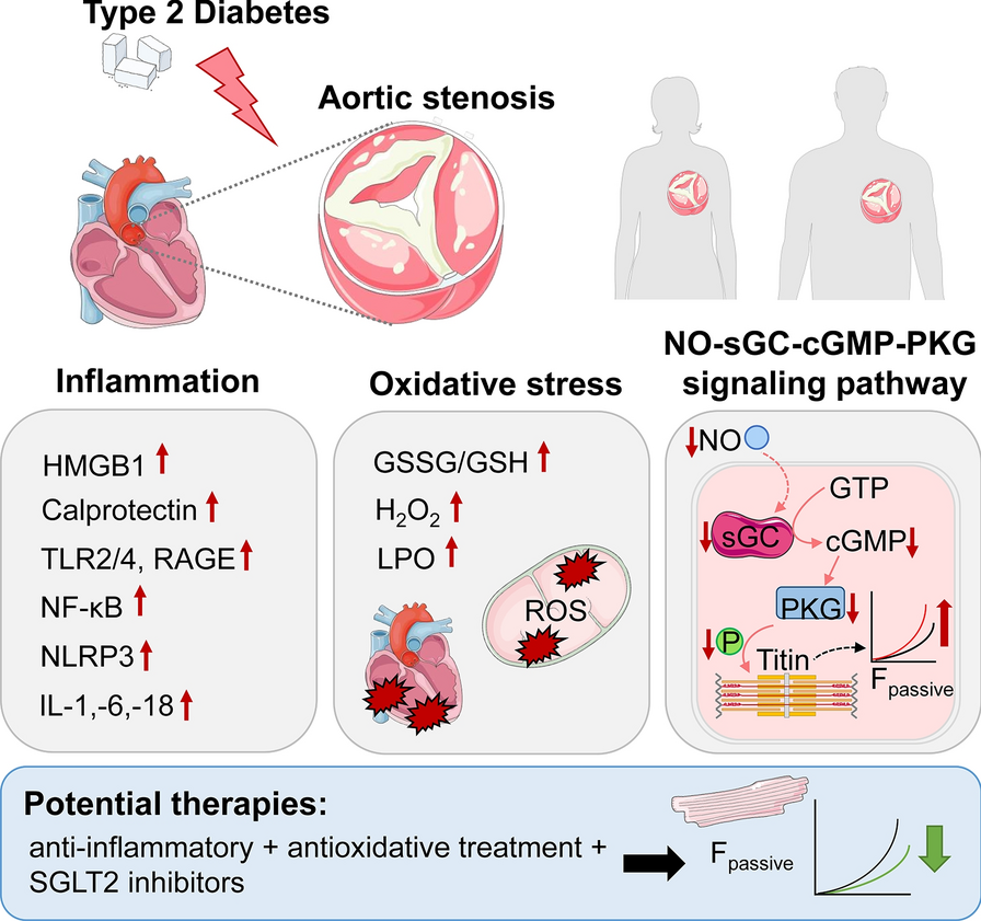 Diabetes mellitus aggravates myocardial inflammation and oxidative stress  in aortic stenosis: a mechanistic link to HFpEF features | Cardiovascular  Diabetology | Springer Nature Link