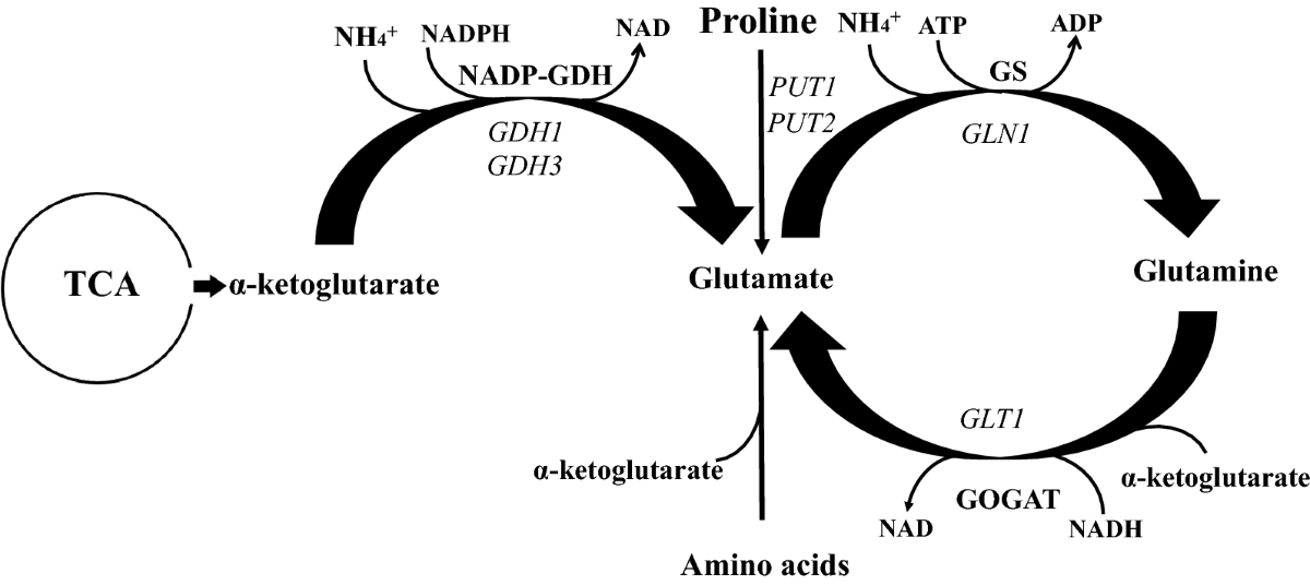 glutathione dehydrogenase The pleiotropic effects of the glutamate dehydrogenase (GDH) pathway in  Saccharomyces cerevisiae | Microbial Cell Factories