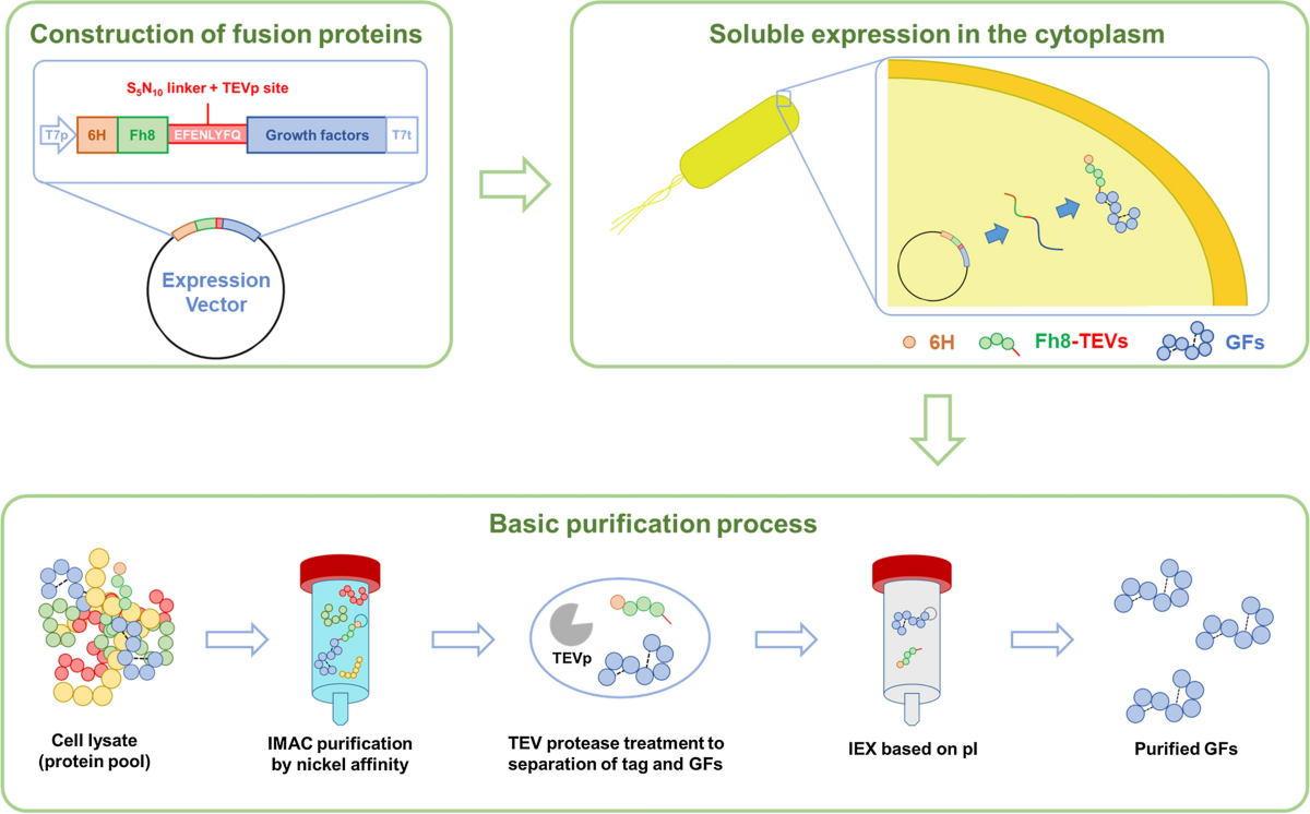 e coli glutathione s transferase properties Modulation of Glutathione-S-Transferase by Phytochemicals: To Activate or InhibitThat Is the Question Fabrication of superior laccase-mimicking enzyme